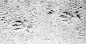 Visiting Triassic Park