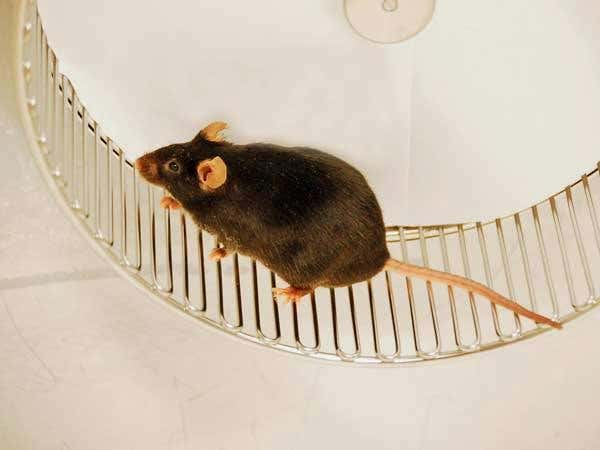 New Scientist. Science news and long reads from expert journalists, covering developments in science, technology, health and the environment on the website and the magazine.