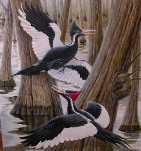 Doubts cast on superstar woodpecker's return