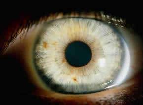 Optic nerve regrown with a nanofibre scaffold