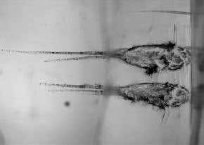 Comet Wild 2 made from 'fire and ice'