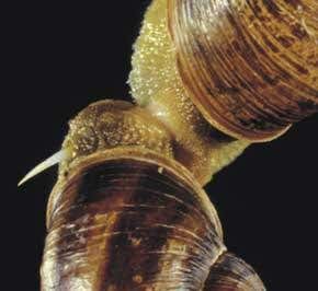 'Love darts' double snail's chance of offspring