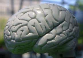 When it comes to intelligence, size isn't everything