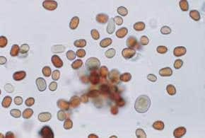 When aliens rained over India