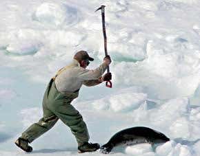 The seal killing has to stop