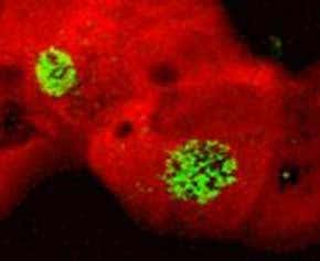 Half virus, half beast – it's a 20-sided freak