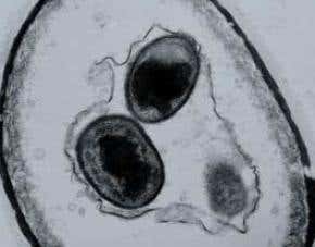 Red rain puzzle is still up in the air