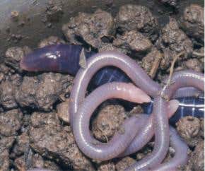 'Yummy mummy' worms feed their skin to offspring