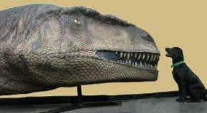 Giant dino-predators may have hunted in packs