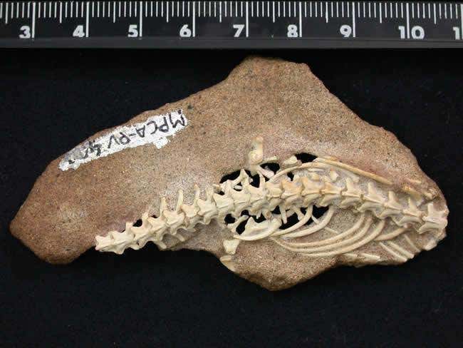 New Scientist. Science news and long reads from expert journalists, covering developments in science, technology, health and the environment on the website and the magazine.