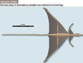 Extinct lizard flew on delta wing like a fighter jet