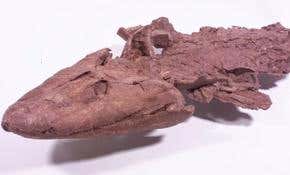First fossil of fish that crawled onto land discovered