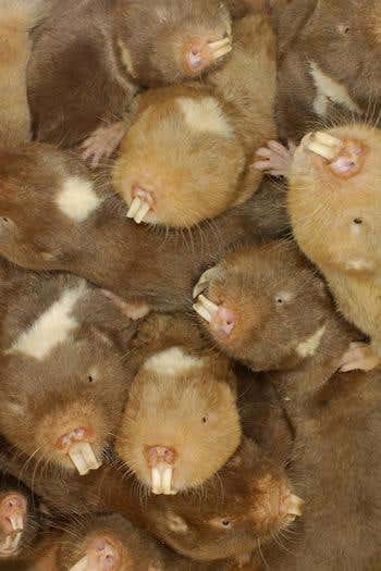 New Scientist. Science news and long reads from expert journalists, covering developments in science, technology, health and the environment on the website and the magazine.