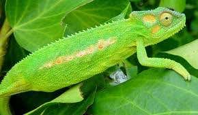 Change your appearance, not your shirt