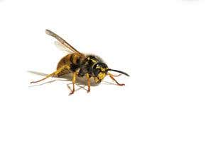 Wasps – sniffer dogs with wings?