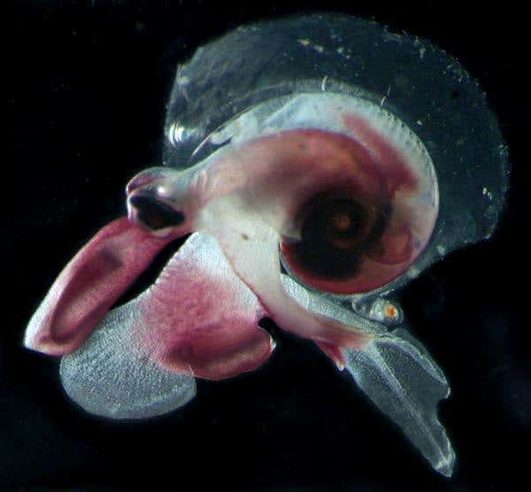 Unlike pteropods that