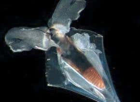 Zooplankton survey plumbs the depths