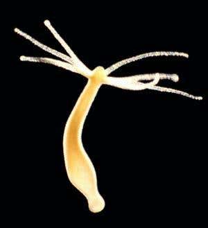 Explosive sting of jellyfish captured on film