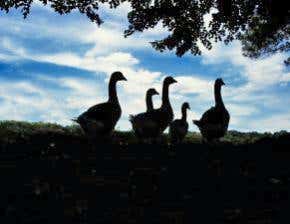 Wild birds 'partly' to blame for bird flu spread