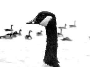 Bird flu: Animal apocalypse?