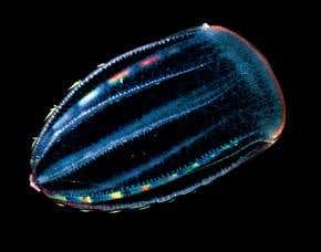 Exquisite fossils could be early missing link