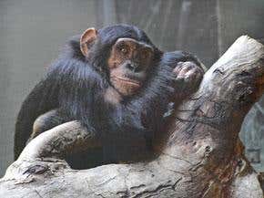 Did humans and chimps once interbreed?