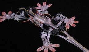 Gecko-like robot scampers up the wall