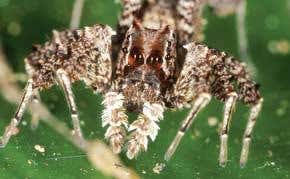 Smarter than the average bug