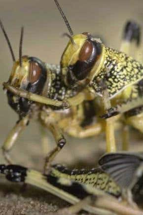 How locusts decide it's time to swarm