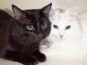 Allergen-free cats – a breed apart