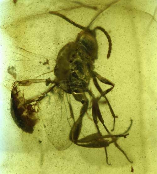 A now-extinct parasitic wasp, Hymenopteran Evaniidae, was trapped in the web