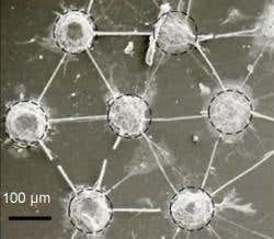 New Scientist. Science news and long reads from expert journalists, covering developments in science, technology, health and the environment on the website and the magazine.