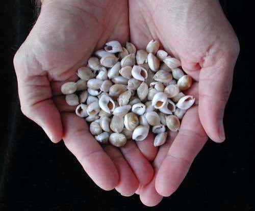 The shells of Nassarius gibbosulus are still common today 