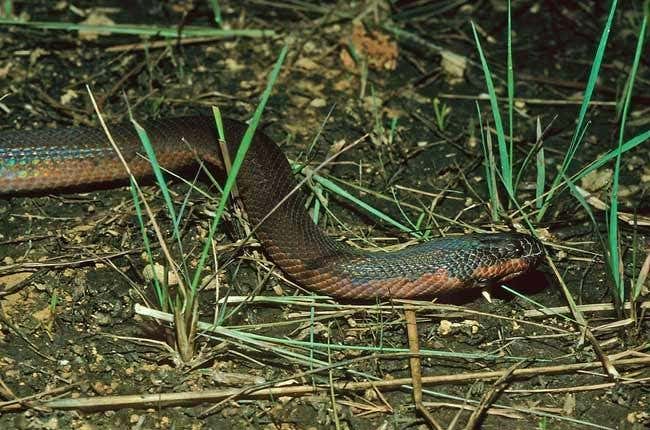 Chameleon' snake can turn white in minutes
