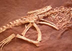 New dinosaur is the smallest giant