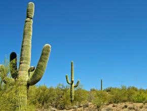 The heat is on for desert life