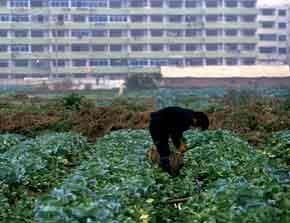 Eco-cities special: Ecopolis now