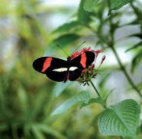 Hybrids: When two species become three