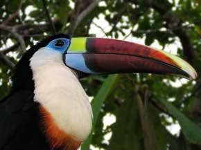 Amazonia: how life branches out