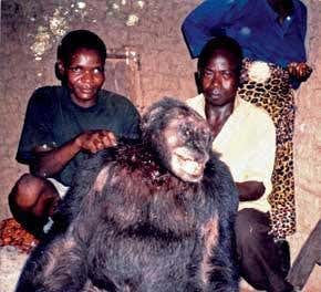 DNA tests solve mystery of giant apes