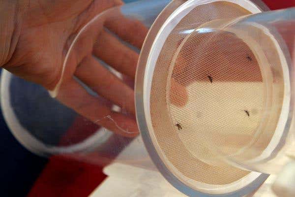 Revealed: What mosquitoes hate about humans