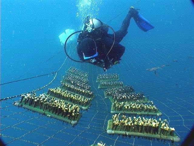 Intensive care heals damaged coral reefs