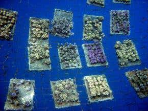 Intensive care heals damaged coral reefs