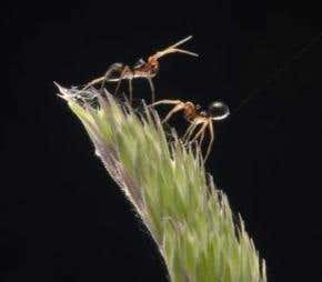 How do spiders travel such epic' distances?