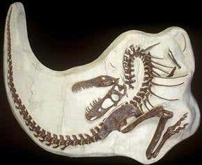 The living was easy for young tyrannosaurs