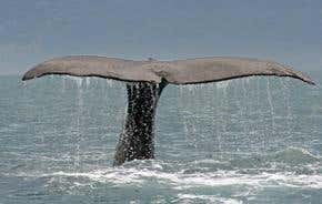 This is no way to save the whales