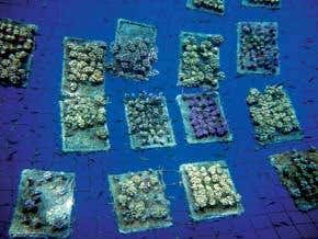 Intensive care heals damaged coral reefs