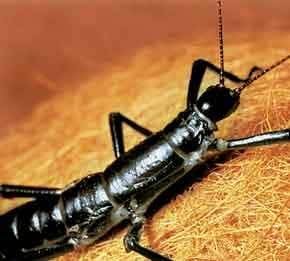 Return of the giant insects!