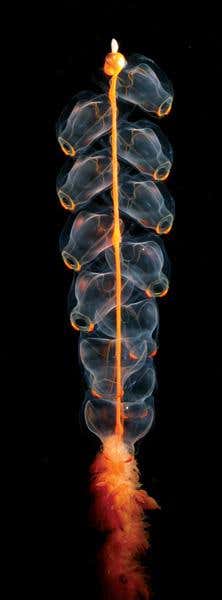 Deep Sea Physonect (Photo: Kevin Raskoff)