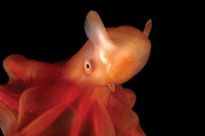Dumbo Octopus (Photo: David Shale)
